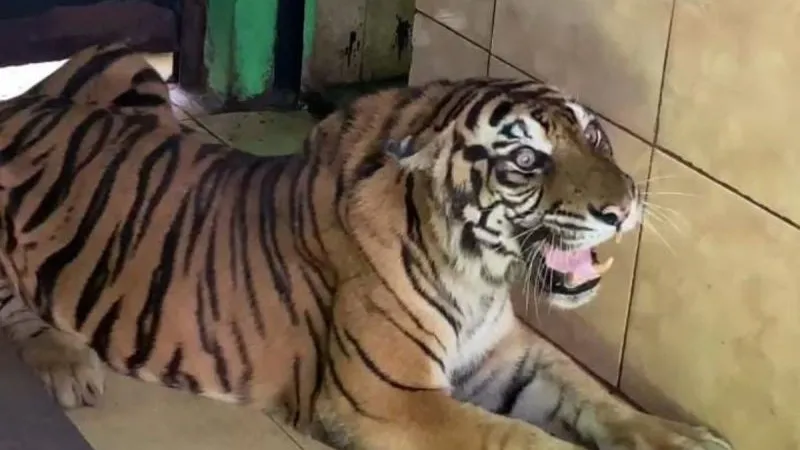 Kondisi harimau sumatra bernama si Uni saat masih menjalani perawatan di KL Taman Rimba Jambi