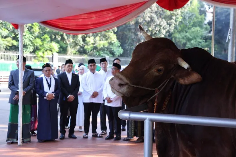 Sapi kurban APPSI