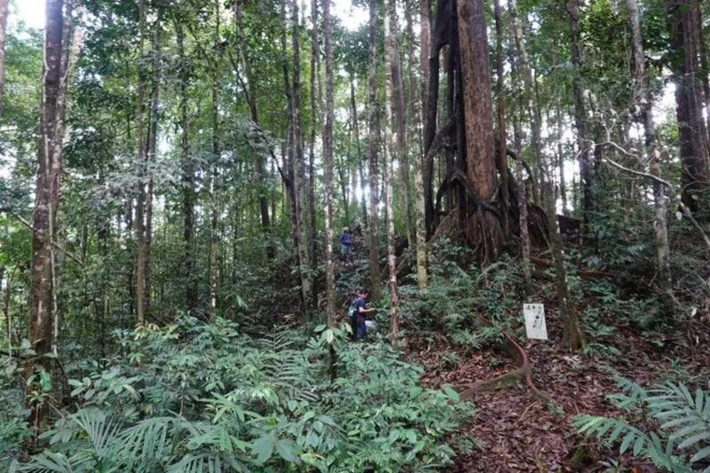 dua spesies tumbuhan baru dari marga Begonia dinamai Begonia bukitrayaensis dan Begonia kalimantana