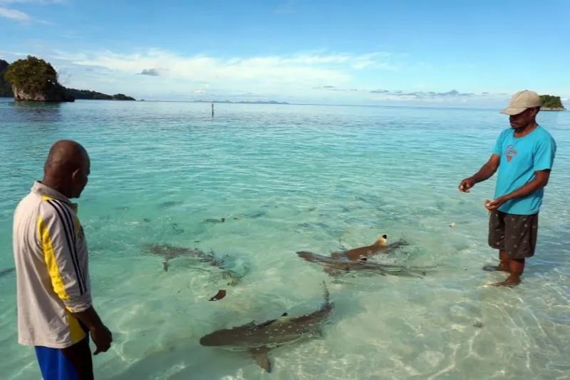 Warga memberi makan ikan di tepi pantai wisata di Pulau Wayag Raja Ampat