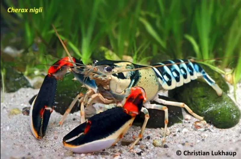 Cherax nigli spesies baru lobster air tawar papua barat