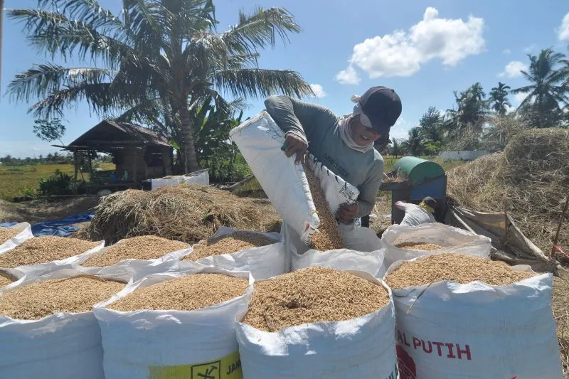 Petani memasukkan gabah ke dalam karung usai panen di Kota Bengkulu