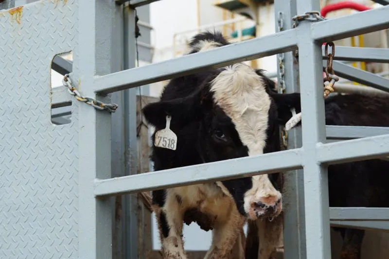 sebanyak 1.573 sapi perah impor asal Australia tiba di Indonesi