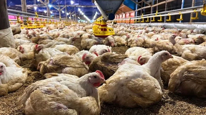 Ilustrasi- Peternakan ayam. 