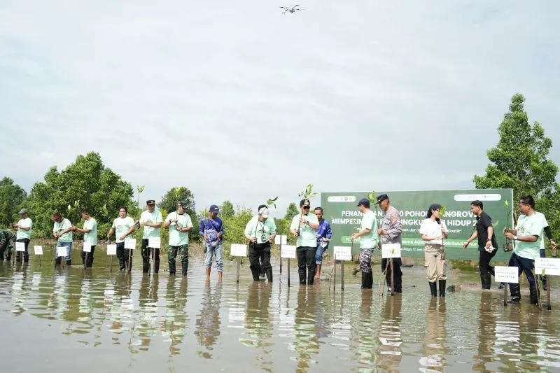 menanam 4.000 bibit mangrove jenis Rhizophora mucronata