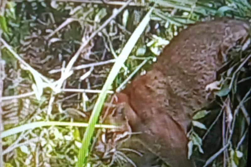 Seekor kucing emas saat terperangkap jerat babi di Pasaman Sumbar