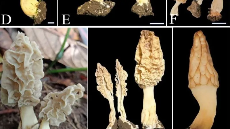 Hasil pindai Morchella rinjaniensis spesies jamur morel baru di Gunung Rinjani