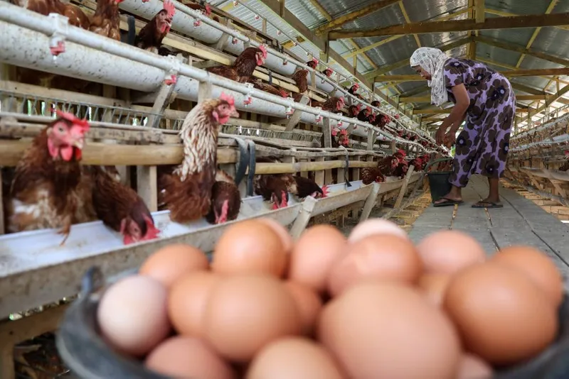 antarafoto-kenaikan-biaya-pakan-ayam-patelur-1754654320-1