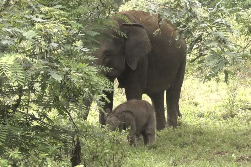 Induk gajah Dita bersama anaknya yang baru lahir dan diberi nama Jermey