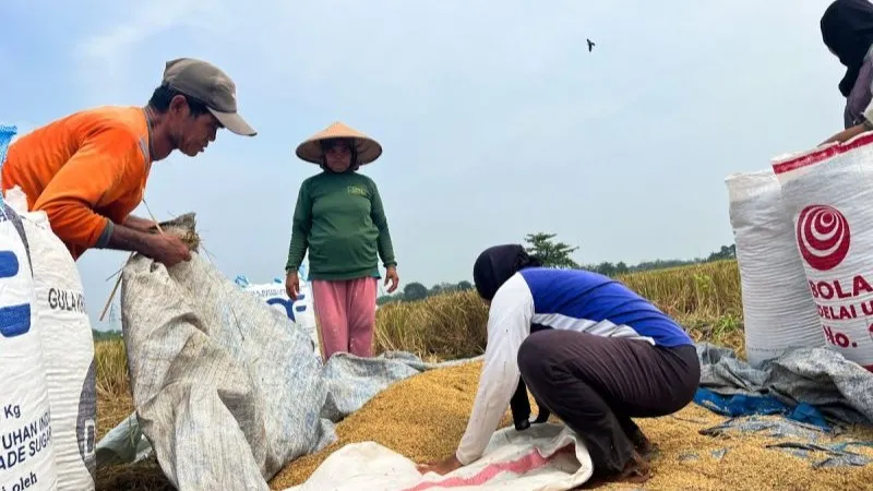 Sejumlah buruh tani di Desa Tegalkarang