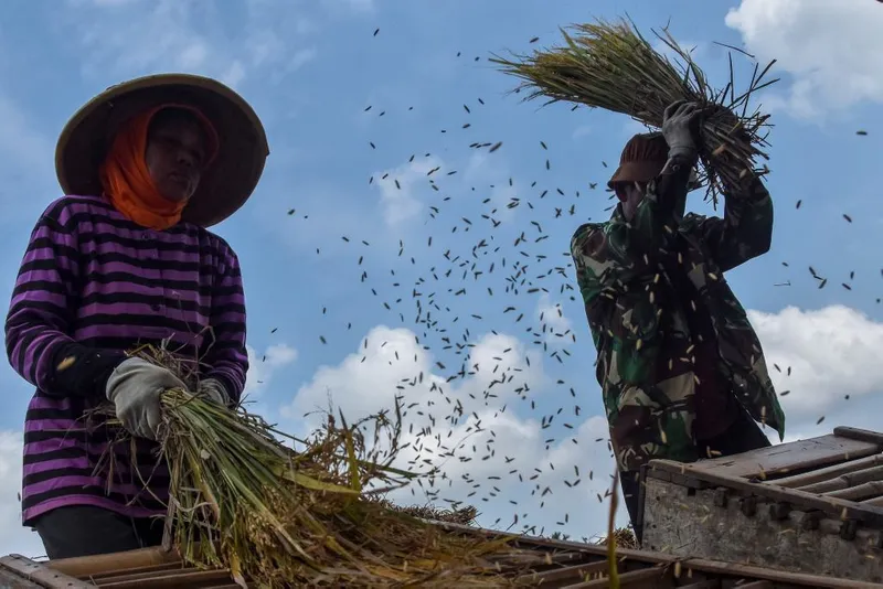 antarafoto-panen-padi-di-ciamis-turun-akibat-serangan-hama-wereng-1757062904-1