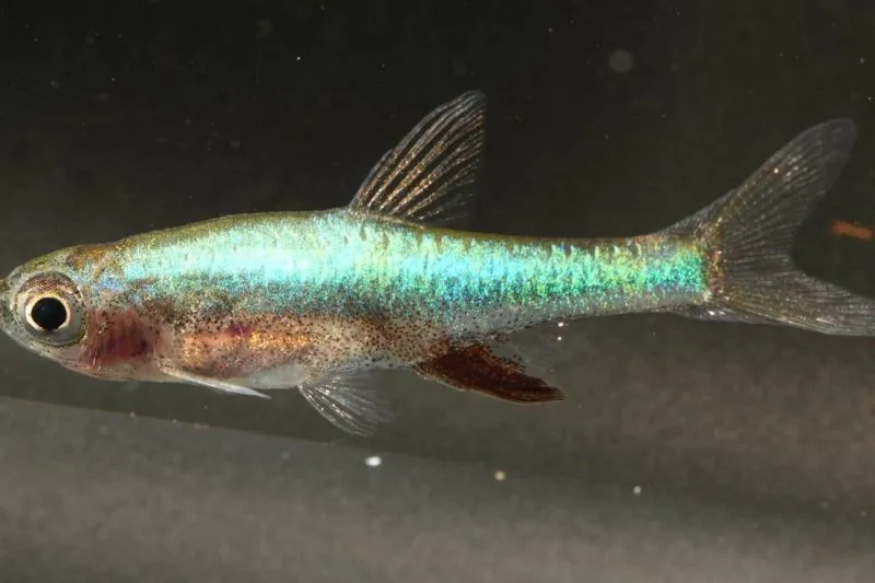 Ikan Bebiuu Bangka Selatan Provinsi Kepulauan Bangka Belitung