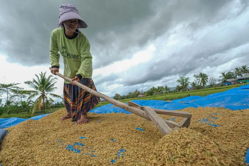 antarafoto-proyeksi-produksi-beras-sulawesi-tenggara-2025-1758951674-1