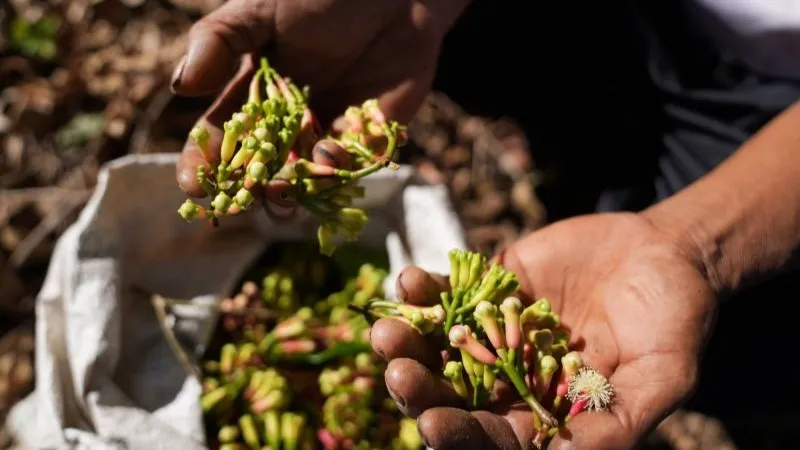 Petani menunjukkan buah cengkeh usai dipetik di kebunnya di Desa Sani Sani