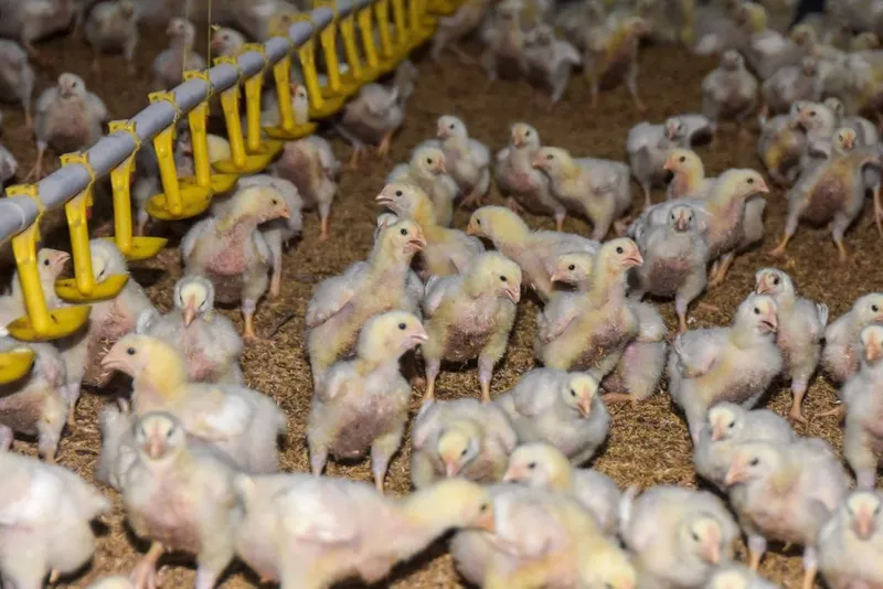 antarafoto-kebutuhan-daging-ayam-untuk-makan-bergizi-gratis-1759755854-1