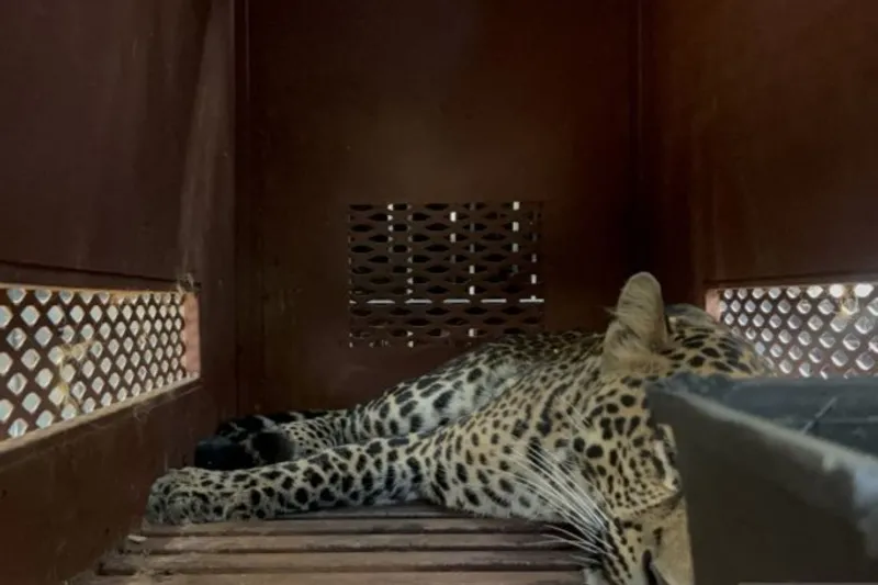 Seekor macan tutul yang masuk ke dalam hotel berhasil dievakuasi di Hotel Anugerah, Kota Bandung, Jawa Barat, Senin (6/10/2025). ANTARA/Rubby Jovan