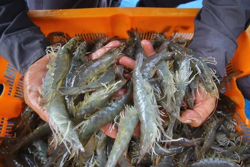 Udang vaname