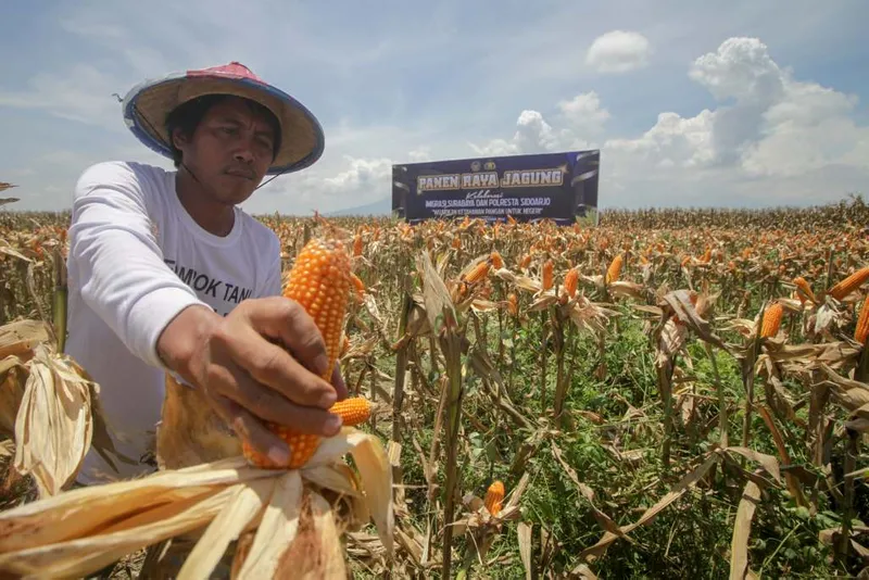 antarafoto-panen-raya-jagung-di-sidoarjo-1761899185-1