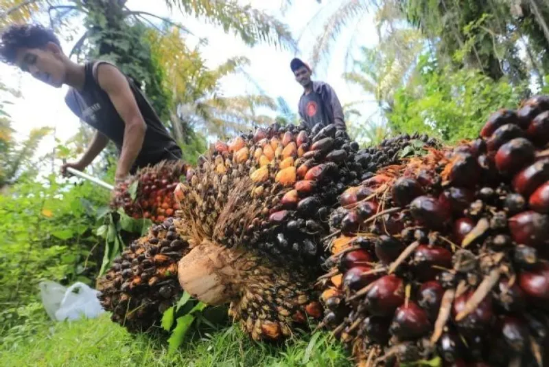 Pekerja mengangkut Tandan Buah Segar (TBS) kelapa sawit
