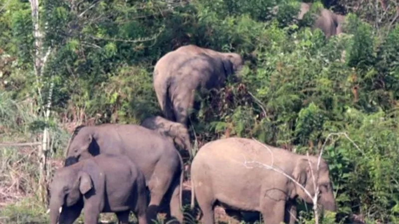 Kawanan gajah sumatra liar di kebun warga di Desa Negeri Antara