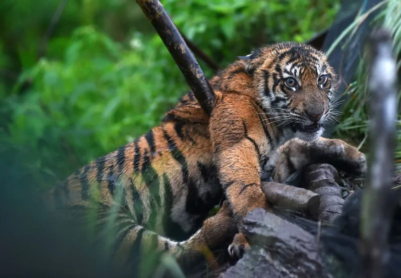 antarafoto-penyelamatan-harimau-sumatera-di-ladang-masyarakat-1763817395-1