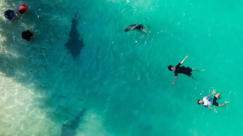 Wisatawan bermain dengan hiu pari di Pulau Payung, Kepulauan Seribu