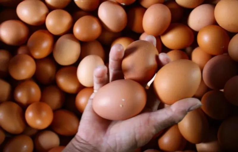 Pekerja menimbang telur ayam hasil panen di sebuah peternakan ayam petelur