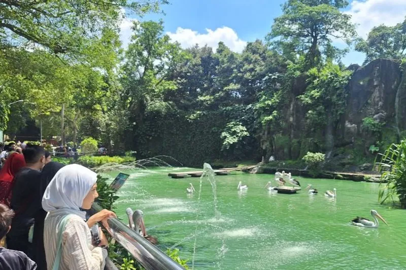 Sejumlah pengunjung melihat satwa pelikan di Taman Margasatwa Ragunan