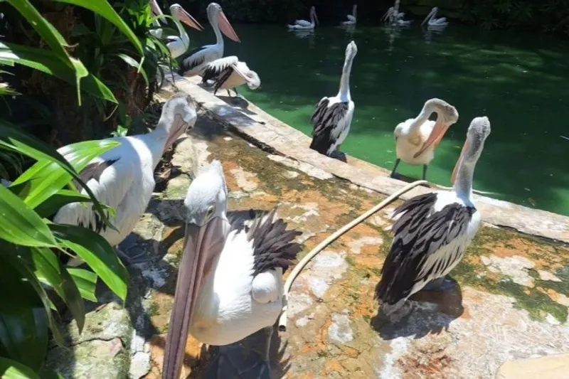 Satwa pelikan di Taman Margasatwa Ragunan, Jakarta, Kamis (25/12/2025). ANTARA/Luthfia Miranda Putri.
