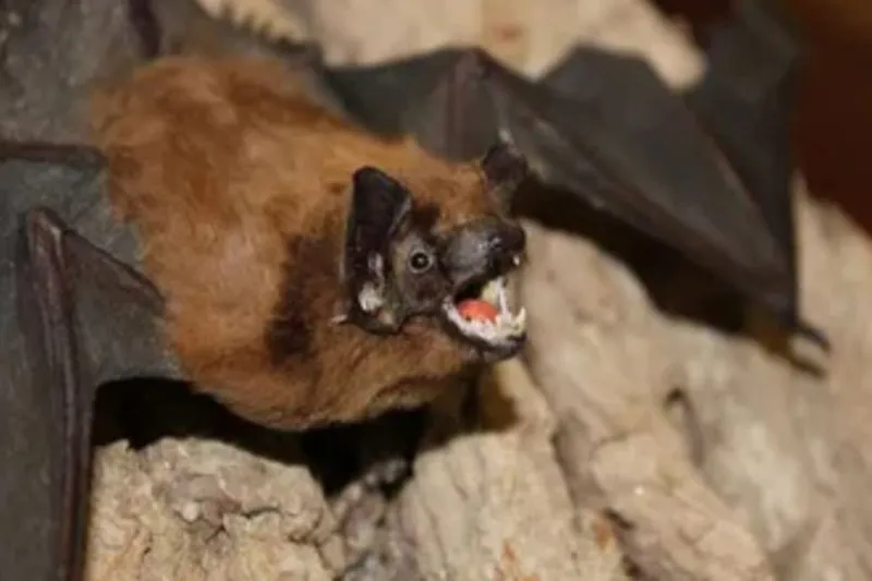 Hewan pembawa dan penular virus Nipah