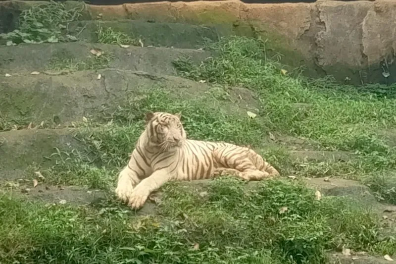 Harimau benggala yang menjadi koleksi Semarang Zoo