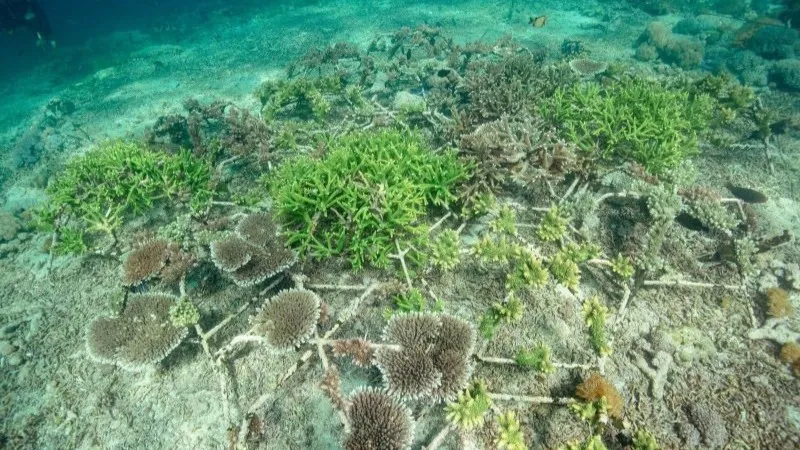 Terumbu karang di kawasan Konservasi Perairan Nusa Penida