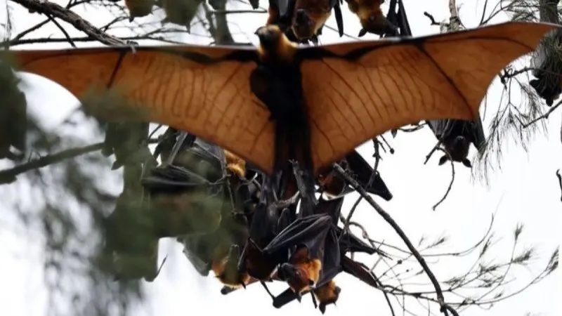 Kelelawar (Chiroptera) merupakan satwa pemakan buah