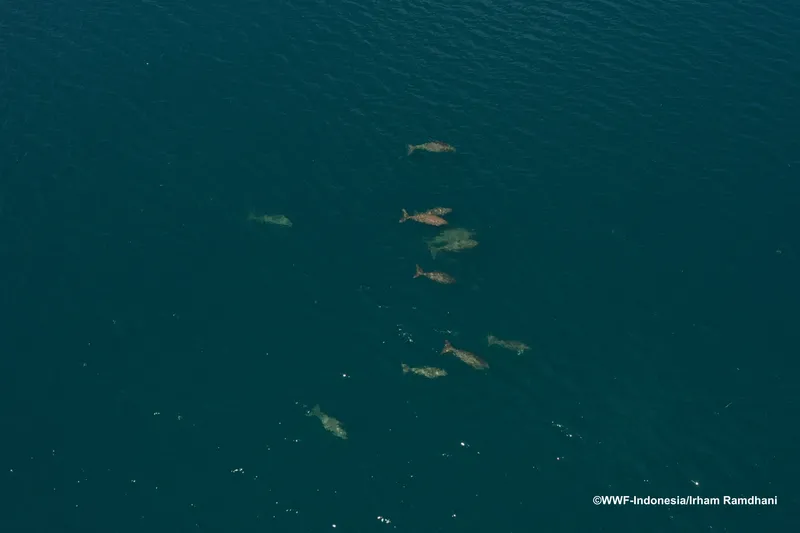WWF bersama KKP saat menemukan kawanan dugong 