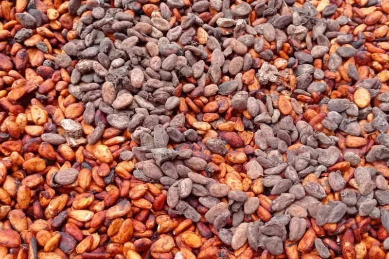 Kakao kering di Kabupaten Lebak