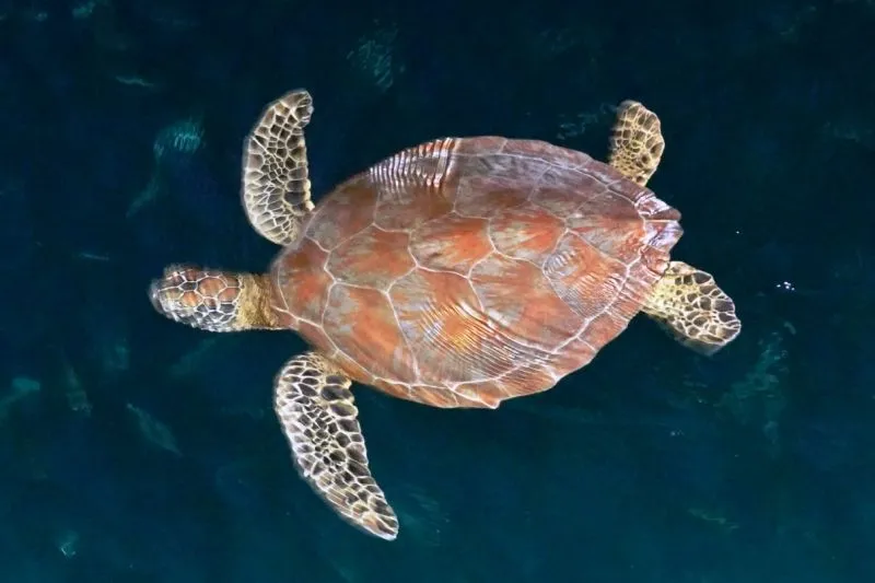 Penyu di Kepulauan Derawan, Kabupaten Berau