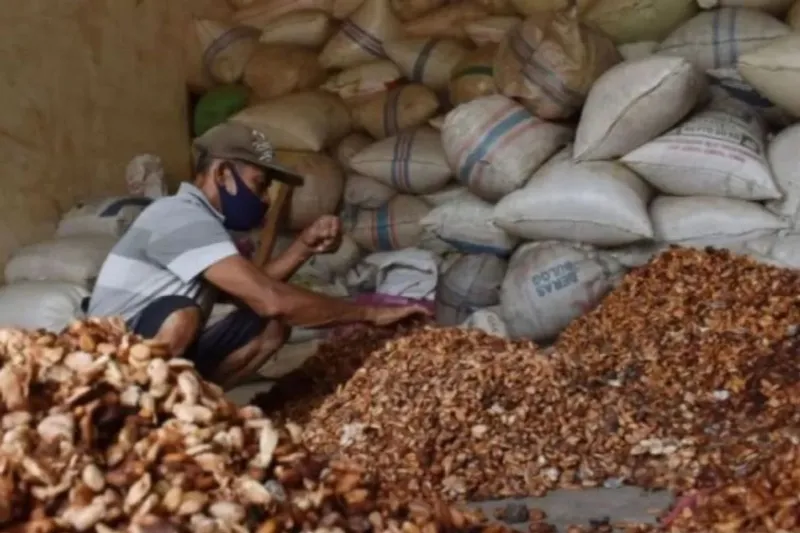 Petani memilah biji kakao di Kare, Kabupaten Madiun