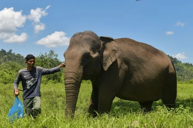 menuntun gajah jinak menuju sungai kecil di CRU 