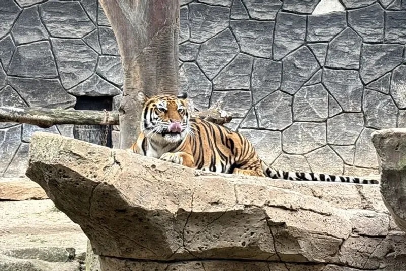 Seekor harimau Benggala saat berjemur di Kebun Binatang Bandung