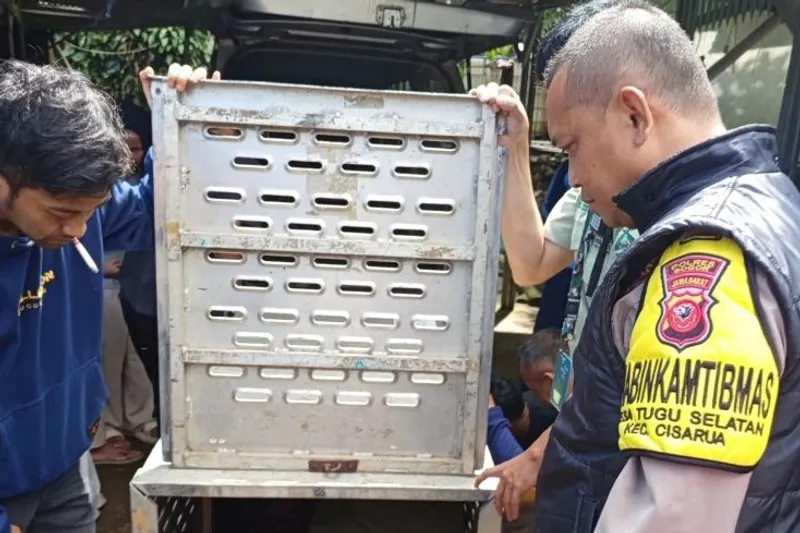 100304aPetugas gabungan mengevakuasi macan tutul 3961