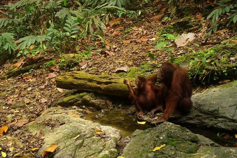 Dua orangutan tampak santai di lanskap bentang alam Wehea-Kelay