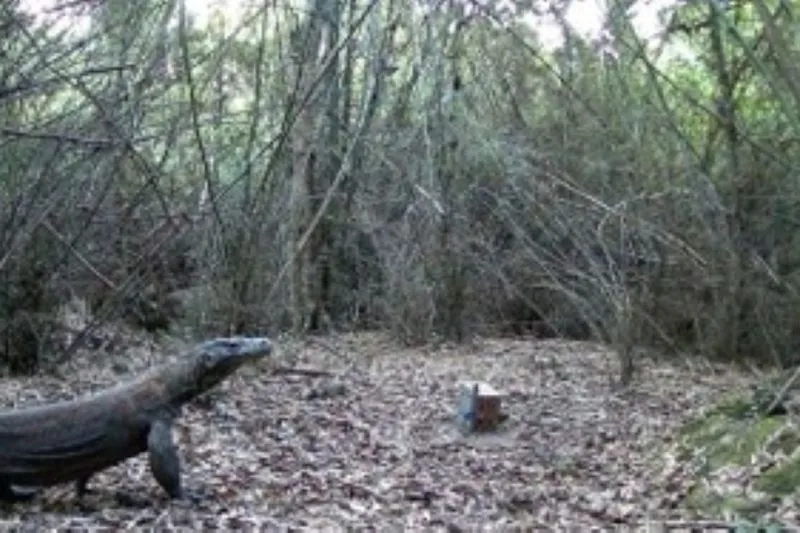 Komodo melintas, hasil gambar yang diambil menggunakan kamera jebak 