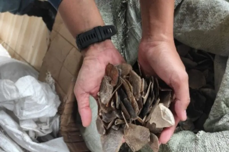 Petugas Gakkum Kemenhut memperlihatkan bukti sisik trenggiling 