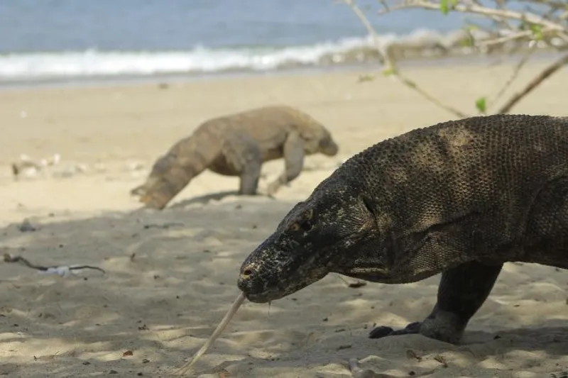 Komodo (Veranus Komodoensis) sedang berjalan di pesisir pantai Pulau Komodo