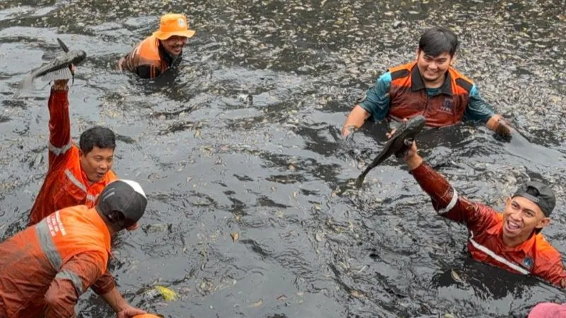Proses penangkapan ikan sapu-sapu di Jakarta Utara