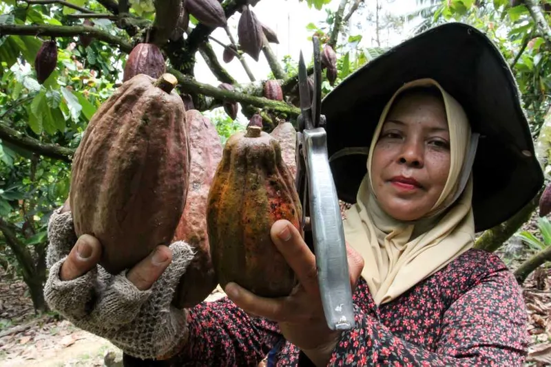 antarafoto-harga-kakao-anjlok-1776598793-1