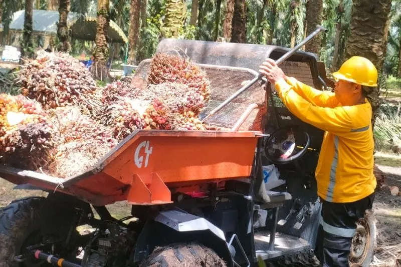 tandan buah segar (TBS) sawit di kendaraan pengangkut untuk di bawa ke pabrik 