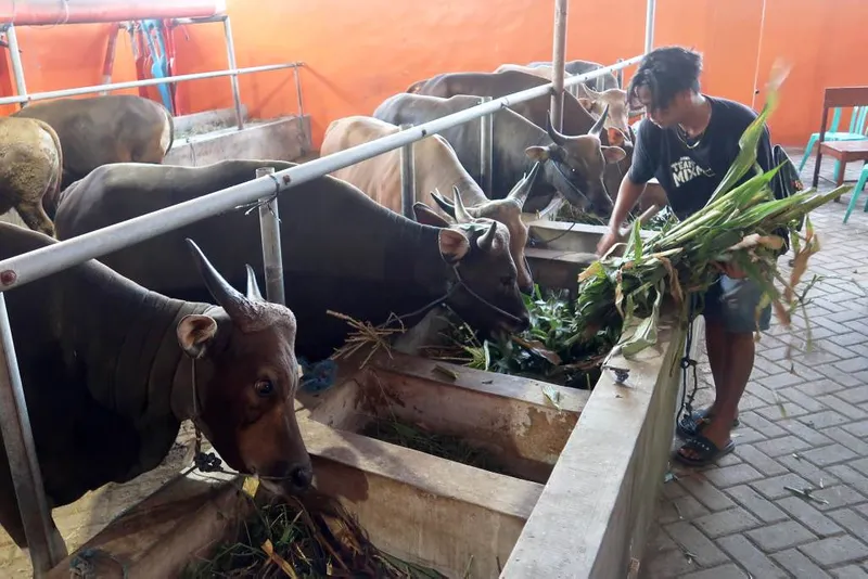 antarafoto-upaya-peningkatan-populasi-sapi-lokal-1776761897-1