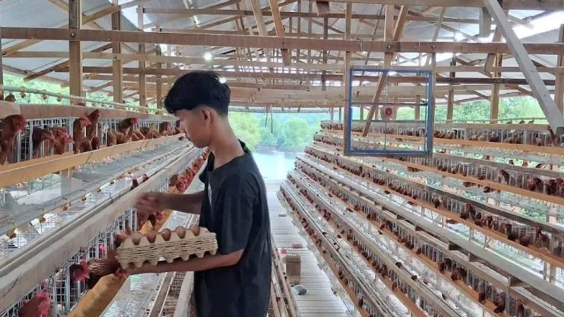 Sejumlah pekerja mengutip telur ayam saat panen perdana di peternakan kandang ayam petelur 