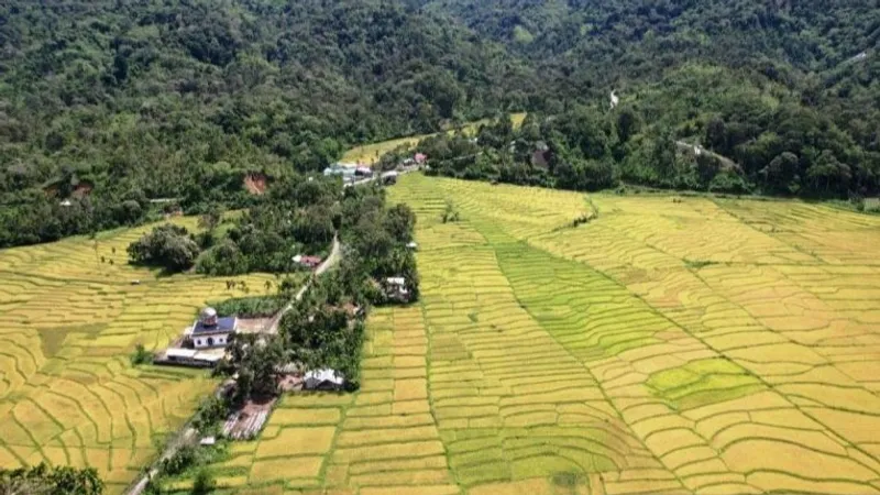 Hamparan sawah masyarakat di Kecamatan Beutong Ateuh Banggalang Aceh